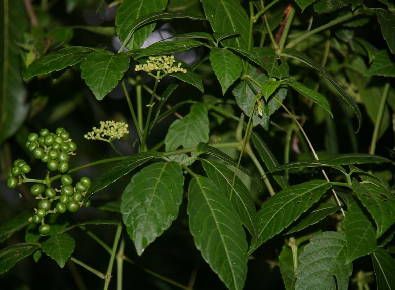 Cây Vác Nhật. Cayratia japonica - Cây Thuốc Nam Quanh Ta